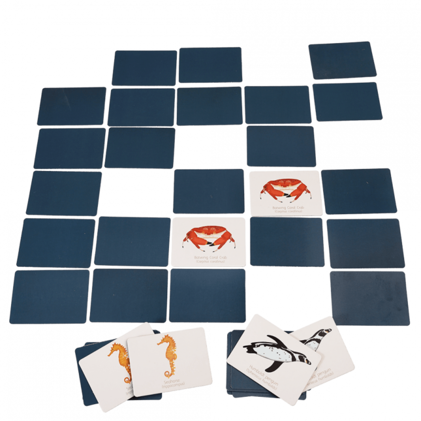 Memory game - Rex - (20 pairs) - Ocean